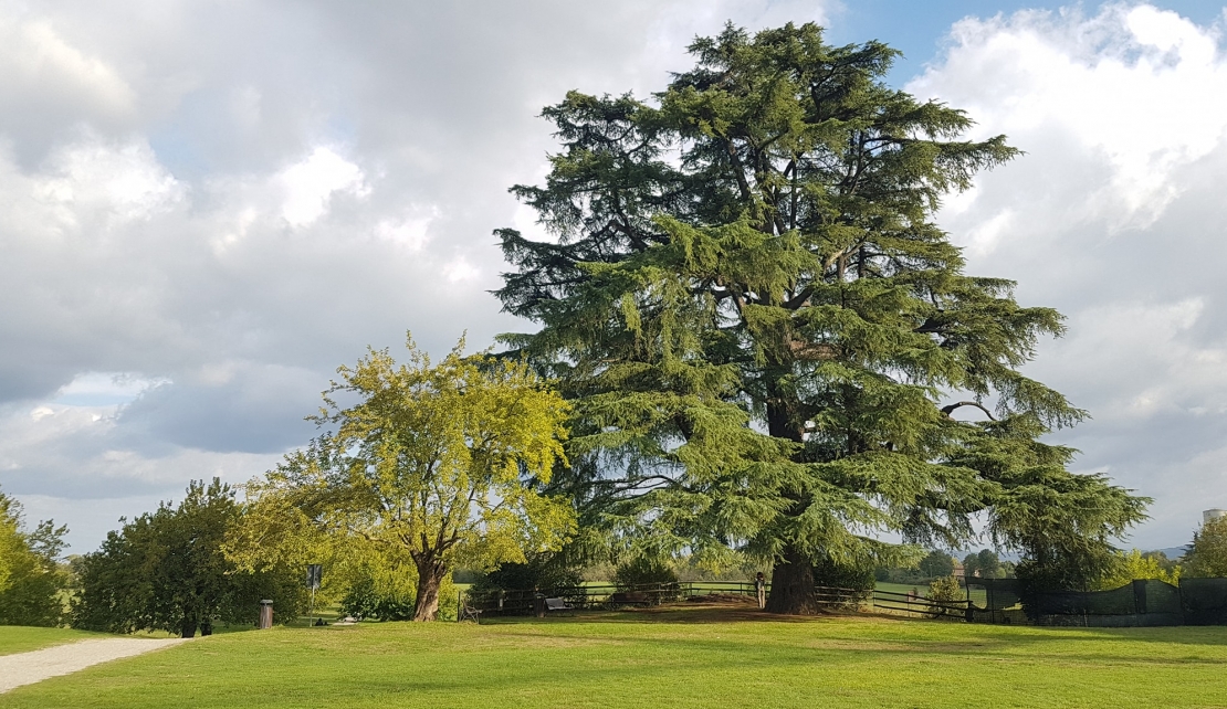 Corso monografico sui generi Platanus e Cedrus