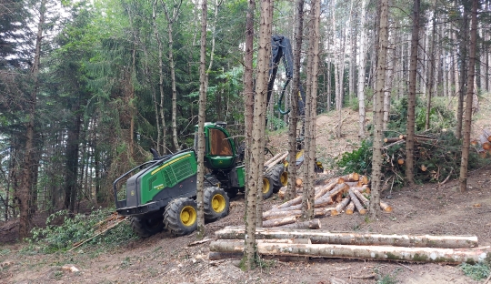 Vivo in Toscana, come posso tagliare il mio bosco?